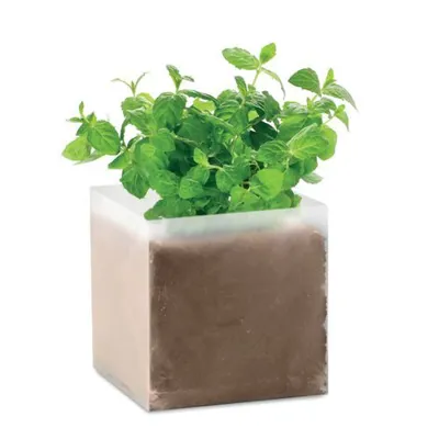 MINT / PIPARMĒTRAS SĒKLAS + PODIŅŠ AR KOMPOSTU