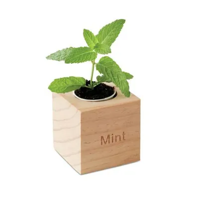 MENTA / PIPARMĒTRA KOKA PODIŅĀ