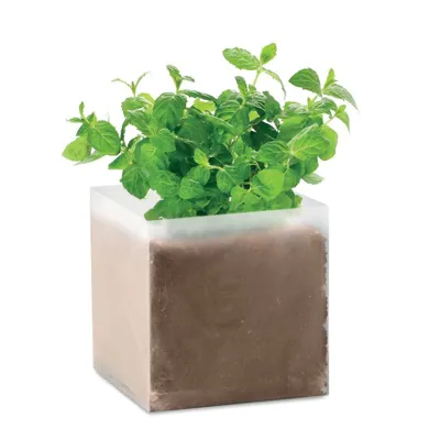 MINT / PIPARMĒTRAS SĒKLAS + PODIŅŠ AR KOMPOSTU